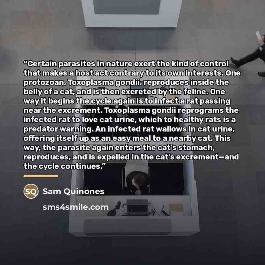 “Certain parasites in nature exert the kind of control that makes a host act contrary to its own interests. One protozoan, Toxoplasma gondii, reproduces inside the belly of a cat, and is then excreted by the feline. One way it begins the cycle again is to infect a rat passing near the excrement…” quote by Sam Quinones