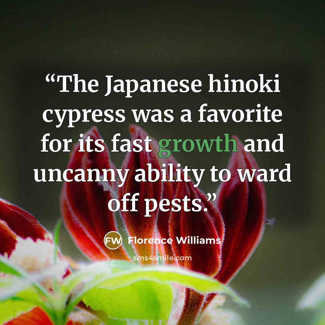 “The Japanese hinoki cypress was a favorite for its fast growth and uncanny ability to ward off pests.” quote by Florence Williams