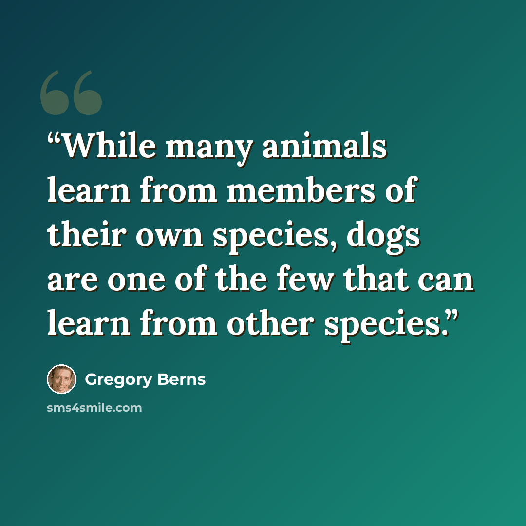 “While many animals learn from members of their own species, dogs are one of the few that can learn from other species.” quote by Gregory Berns