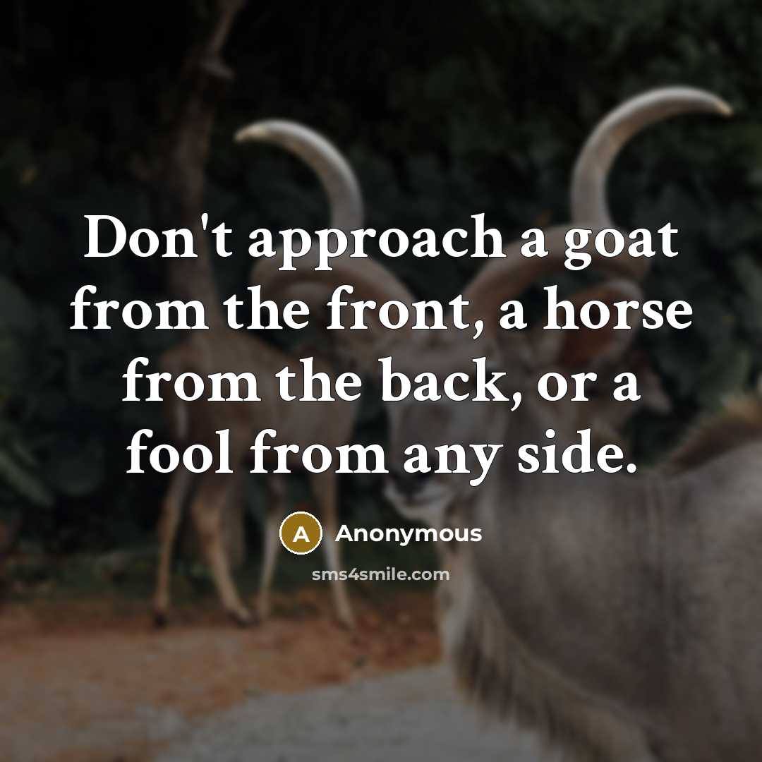 “Don't approach a goat from the front, a horse from the back, or a fool from any side.” quote by Anonymous