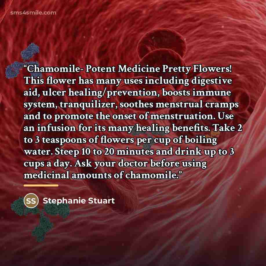 “Chamomile- Potent Medicine Pretty Flowers! This flower has many uses including digestive aid, ulcer healing/prevention, boosts immune system, tranquilizer, soothes menstrual cramps and to promote the onset of menstruation. Use an infusion for its many healing benefits. Take 2 to 3 teaspoons of…” quote by Stephanie Stuart