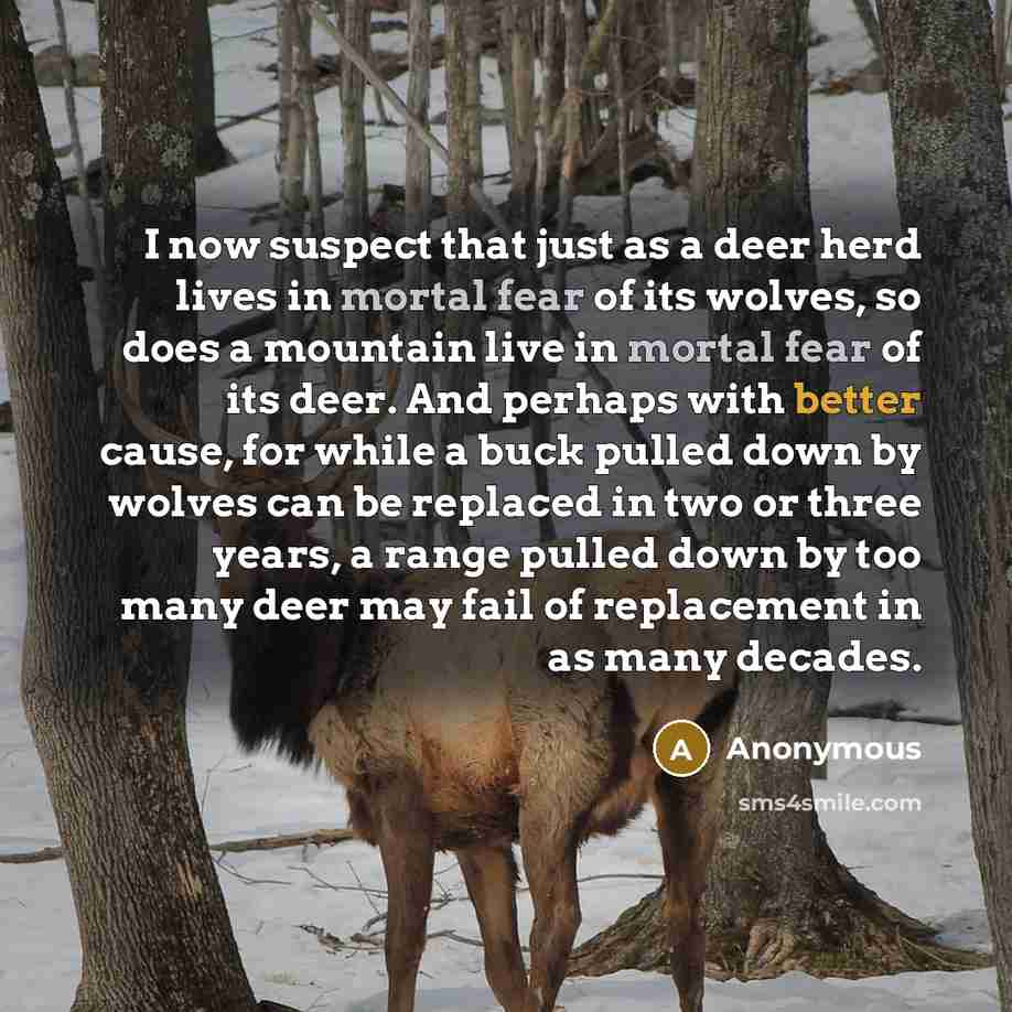 “I now suspect that just as a deer herd lives in mortal fear of its wolves, so does a mountain live in mortal fear of its deer. And perhaps with better cause, for while a buck pulled down by wolves can be replaced in two or three years, a range pulled down by too many deer may fail of replacement…” quote by Anonymous