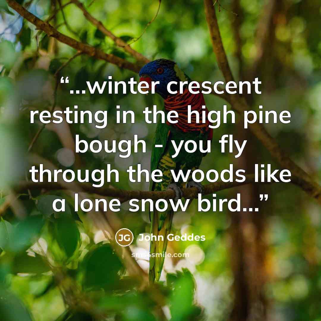 “...winter crescent resting in the high pine bough - you fly through the woods like a lone snow bird...” quote by John Geddes