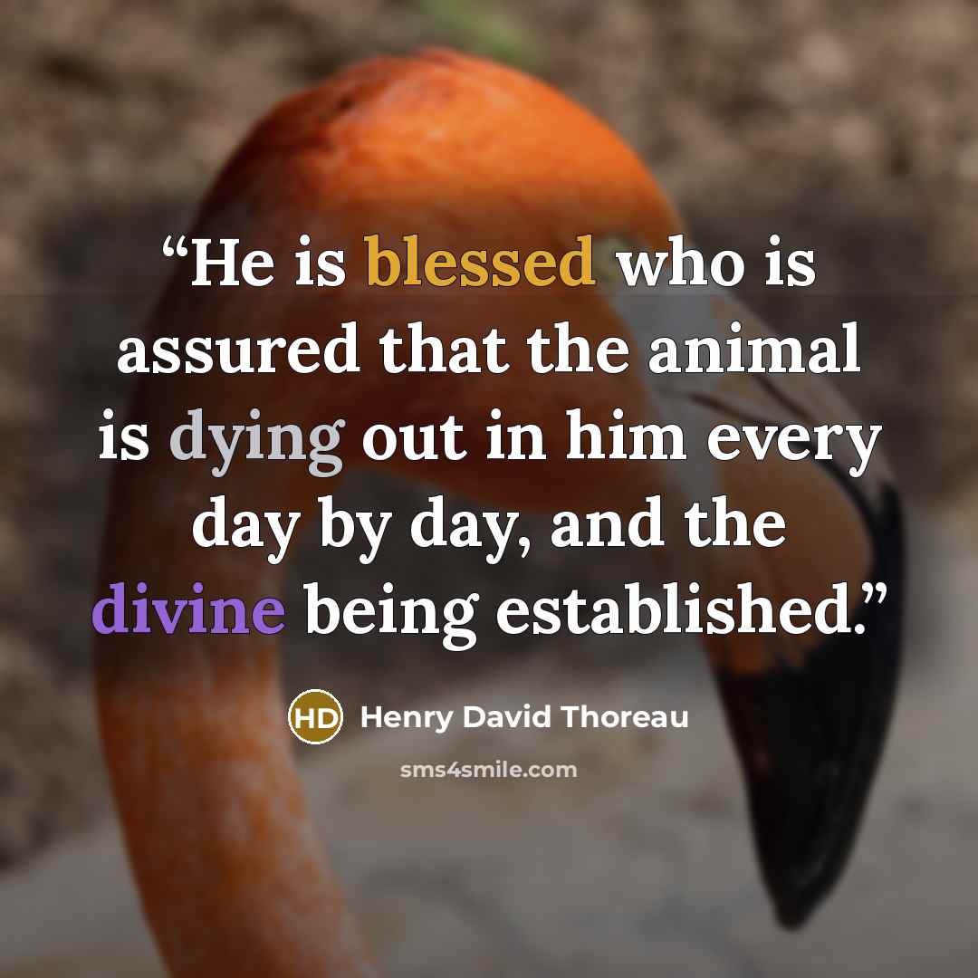 “He is blessed who is assured that the animal is dying out in him every day by day, and the divine being established.” quote by Henry David Thoreau