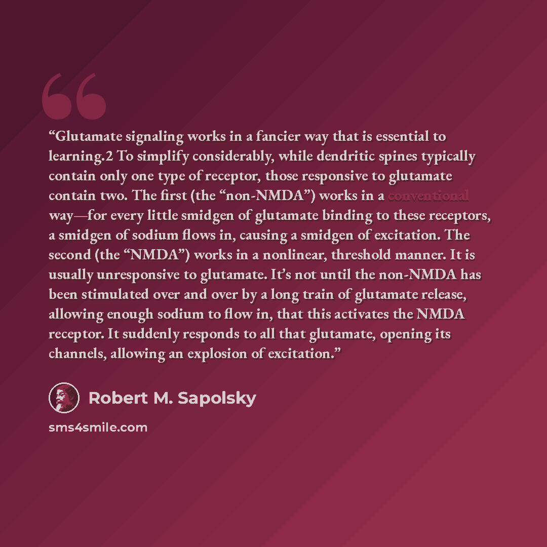“Glutamate signaling works in a fancier way that is essential to learning.2 To simplify considerably, while dendritic spines typically contain only one type of receptor, those responsive to glutamate contain two. The first (the “non-NMDA”) works in a conventional way—for every little smidgen of…” quote by Robert M. Sapolsky