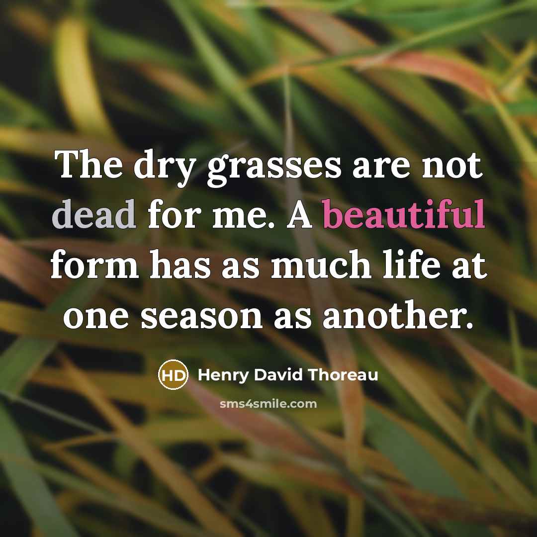 “The dry grasses are not dead for me. A beautiful form has as much life at one season as another.” quote by Henry David Thoreau
