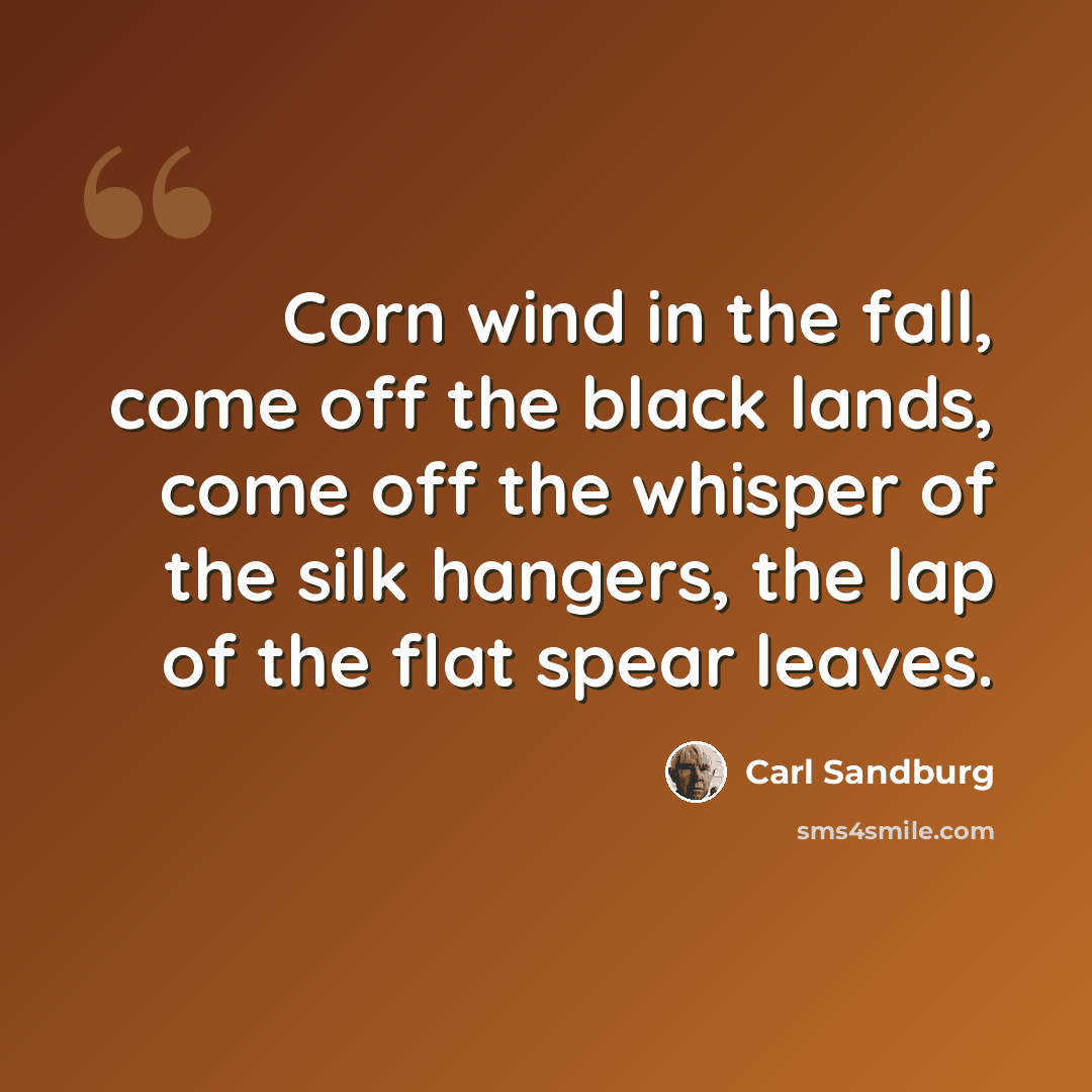 “Corn wind in the fall, come off the black lands, come off the whisper of the silk hangers, the lap of the flat spear leaves.” quote by Carl Sandburg