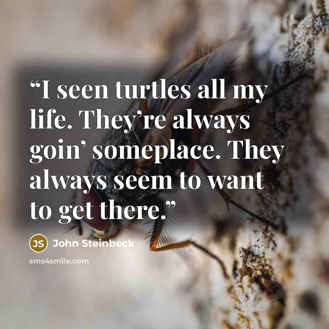 “I seen turtles all my life. They’re always goin’ someplace. They always seem to want to get there.” quote by John Steinbeck