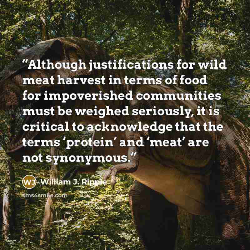 “Although justifications for wild meat harvest in terms of food for impoverished communities must be weighed seriously, it is critical to acknowledge that the terms ‘protein’ and ‘meat’ are not synonymous.” quote by William J. Ripple