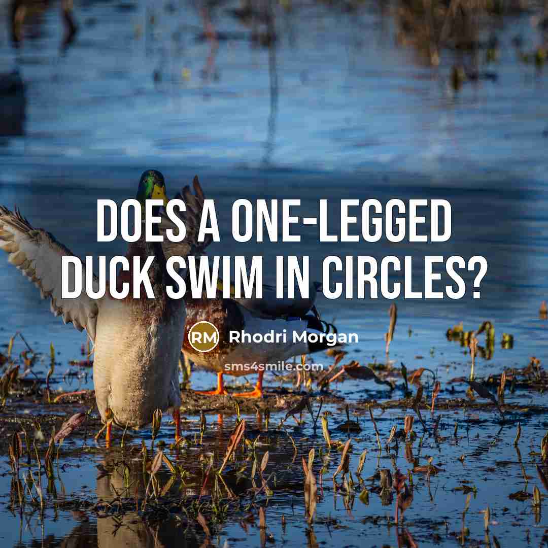“Does a one-legged duck swim in circles?” quote by Rhodri Morgan