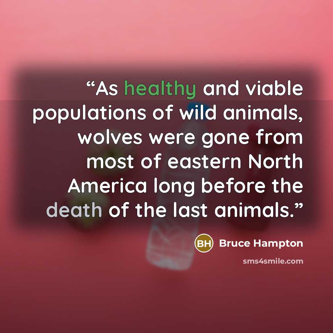 “As healthy and viable populations of wild animals, wolves were gone from most of eastern North America long before the death of the last animals.” quote by Bruce Hampton