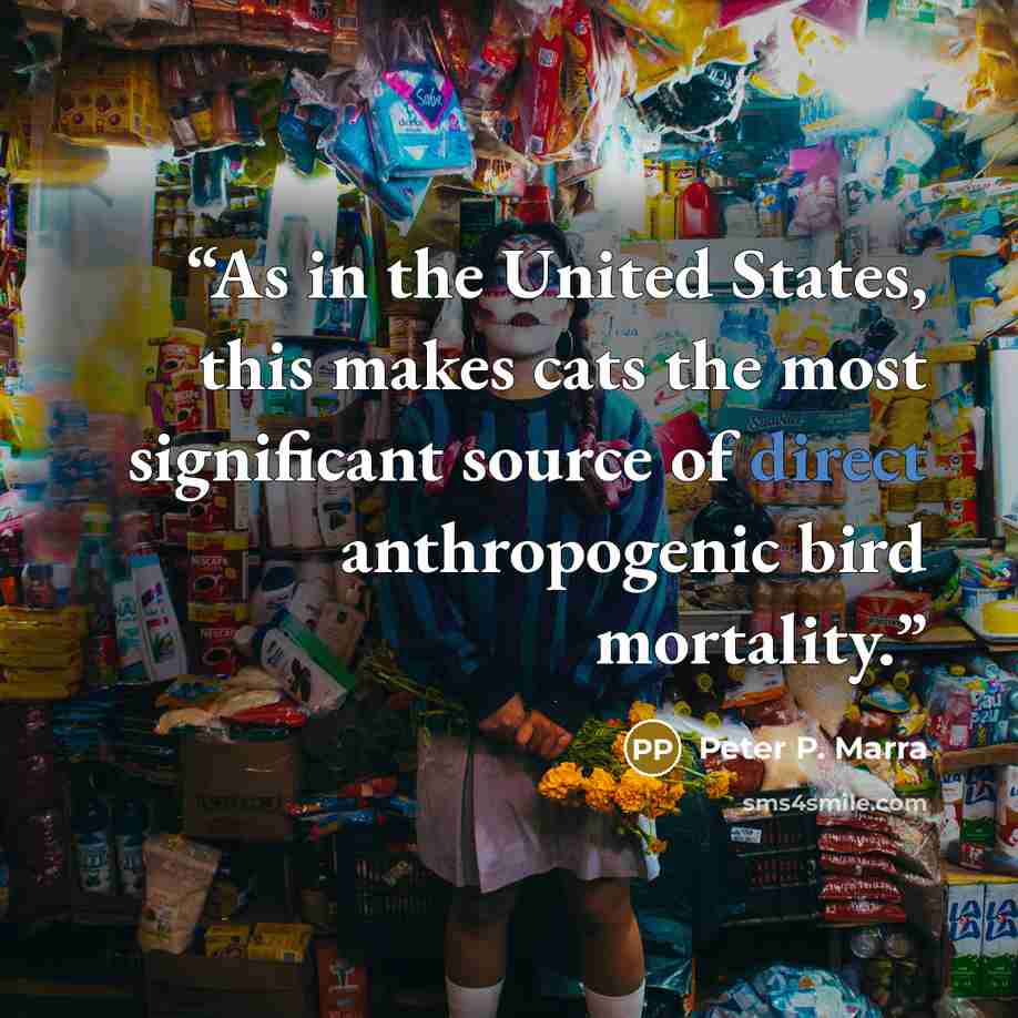 “As in the United States, this makes cats the most significant source of direct anthropogenic bird mortality.” quote by Peter P. Marra