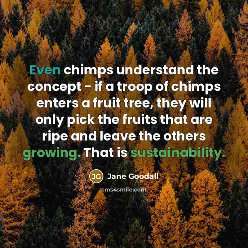 “Even chimps understand the concept - if a troop of chimps enters a fruit tree, they will only pick the fruits that are ripe and leave the others growing. That is sustainability.” quote by Jane Goodall