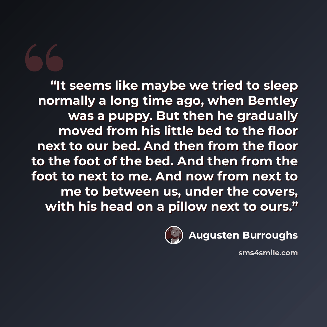 “It seems like maybe we tried to sleep normally a long time ago, when Bentley was a puppy. But then he gradually moved from his little bed to the floor next to our bed. And then from the floor to the foot of the bed. And then from the foot to next to me. And now from next to me to between us, under…” quote by Augusten Burroughs