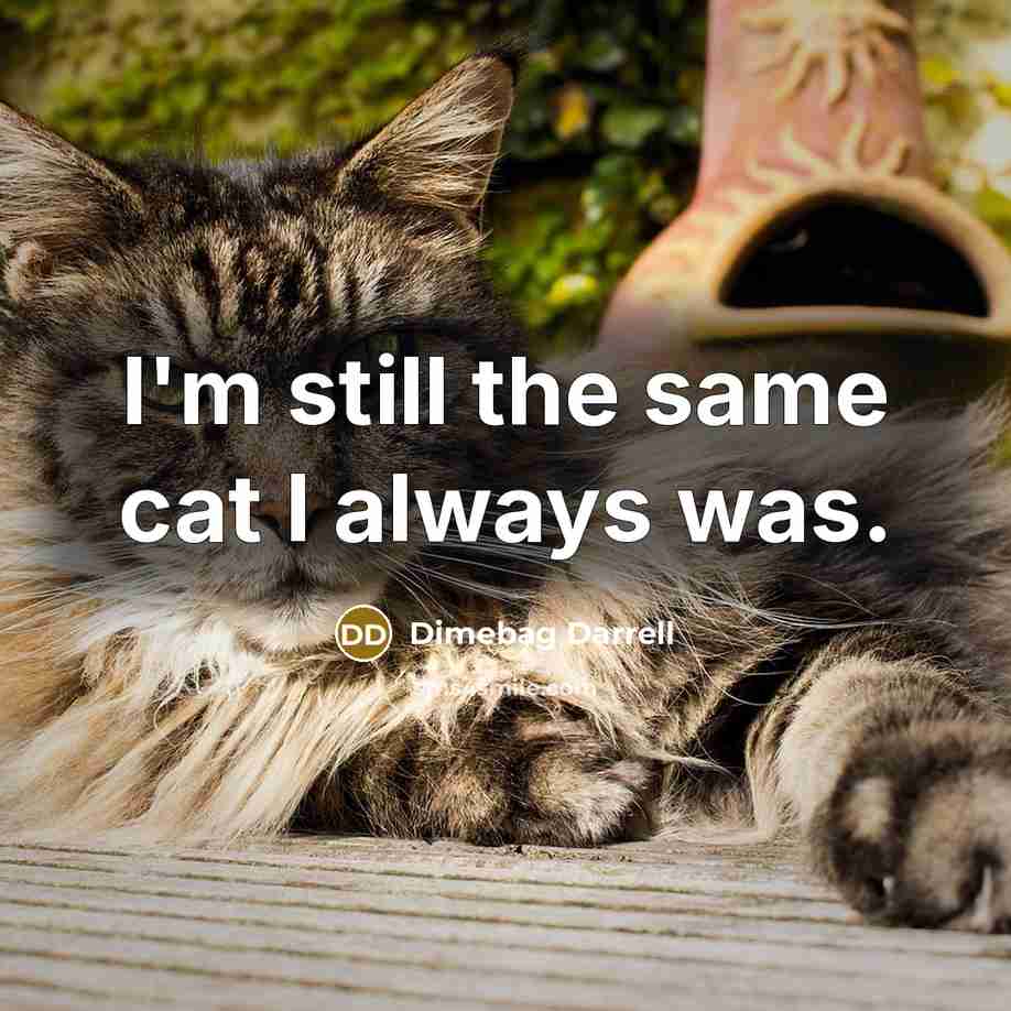 “I'm still the same cat I always was.” quote by Dimebag Darrell