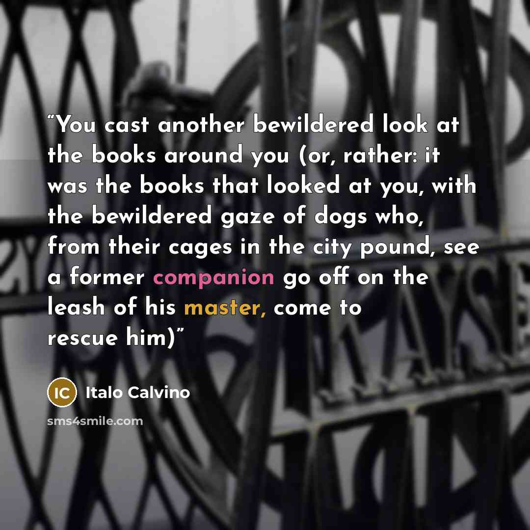 “You cast another bewildered look at the books around you (or, rather: it was the books that looked at you, with the bewildered gaze of dogs who, from their cages in the city pound, see a former companion go off on the leash of his master, come to rescue him)” quote by Italo Calvino