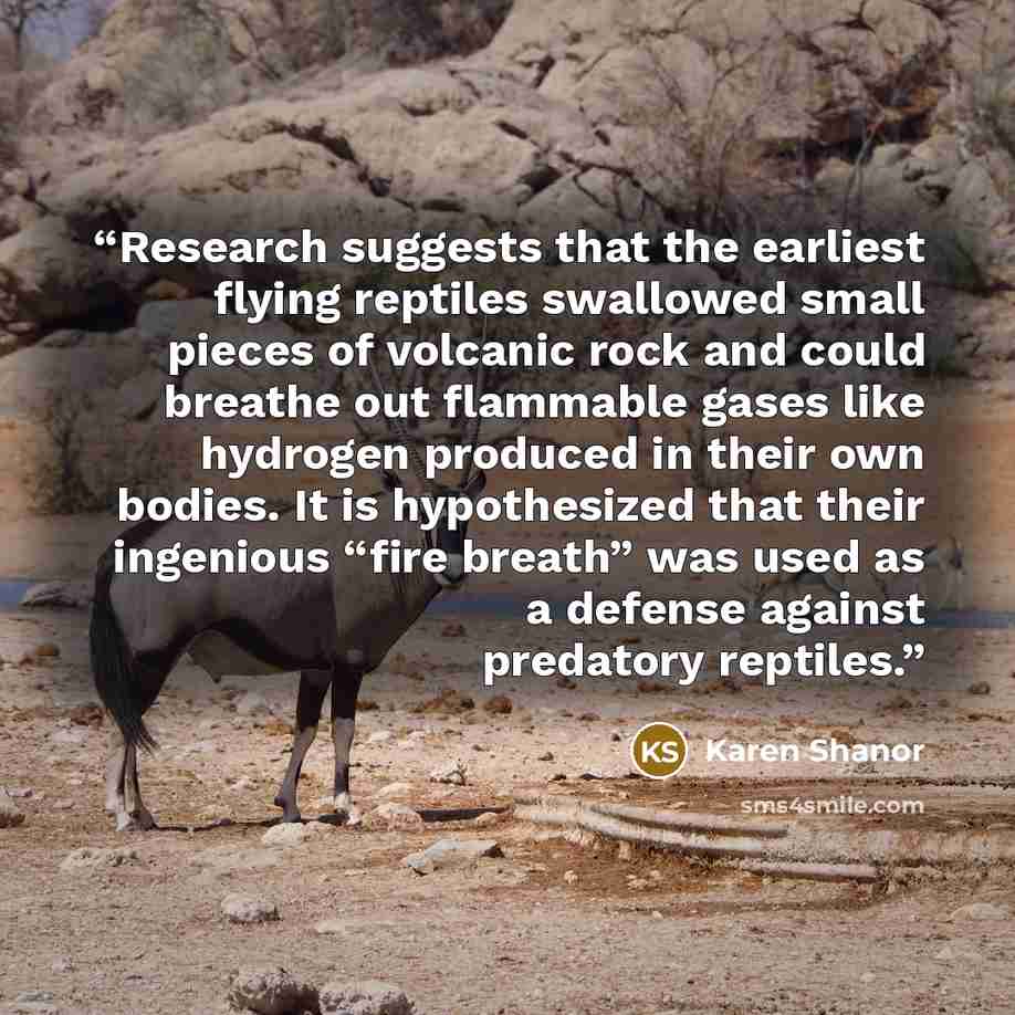 “Research suggests that the earliest flying reptiles swallowed small pieces of volcanic rock and could breathe out flammable gases like hydrogen produced in their own bodies. It is hypothesized that their ingenious “fire breath” was used as a defense against predatory reptiles.” quote by Karen Shanor