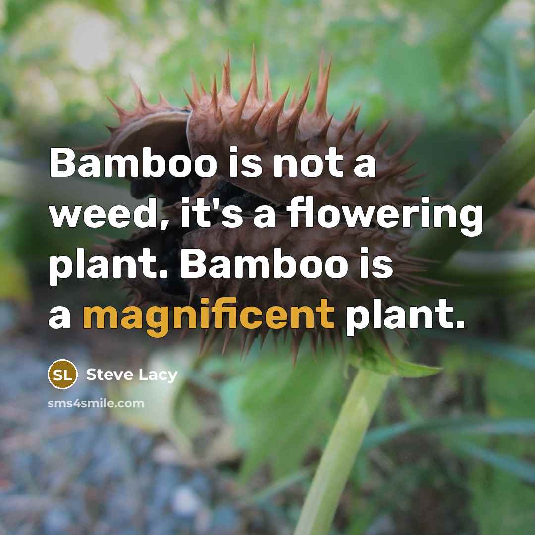 “Bamboo is not a weed, it's a flowering plant. Bamboo is a magnificent plant.” quote by Steve Lacy