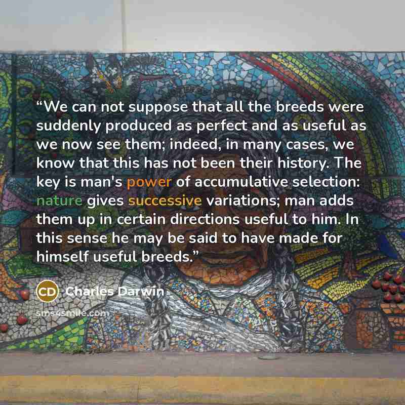 “We can not suppose that all the breeds were suddenly produced as perfect and as useful as we now see them; indeed, in many cases, we know that this has not been their history. The key is man's power of accumulative selection: nature gives successive variations; man adds them up in certain…” quote by Charles Darwin