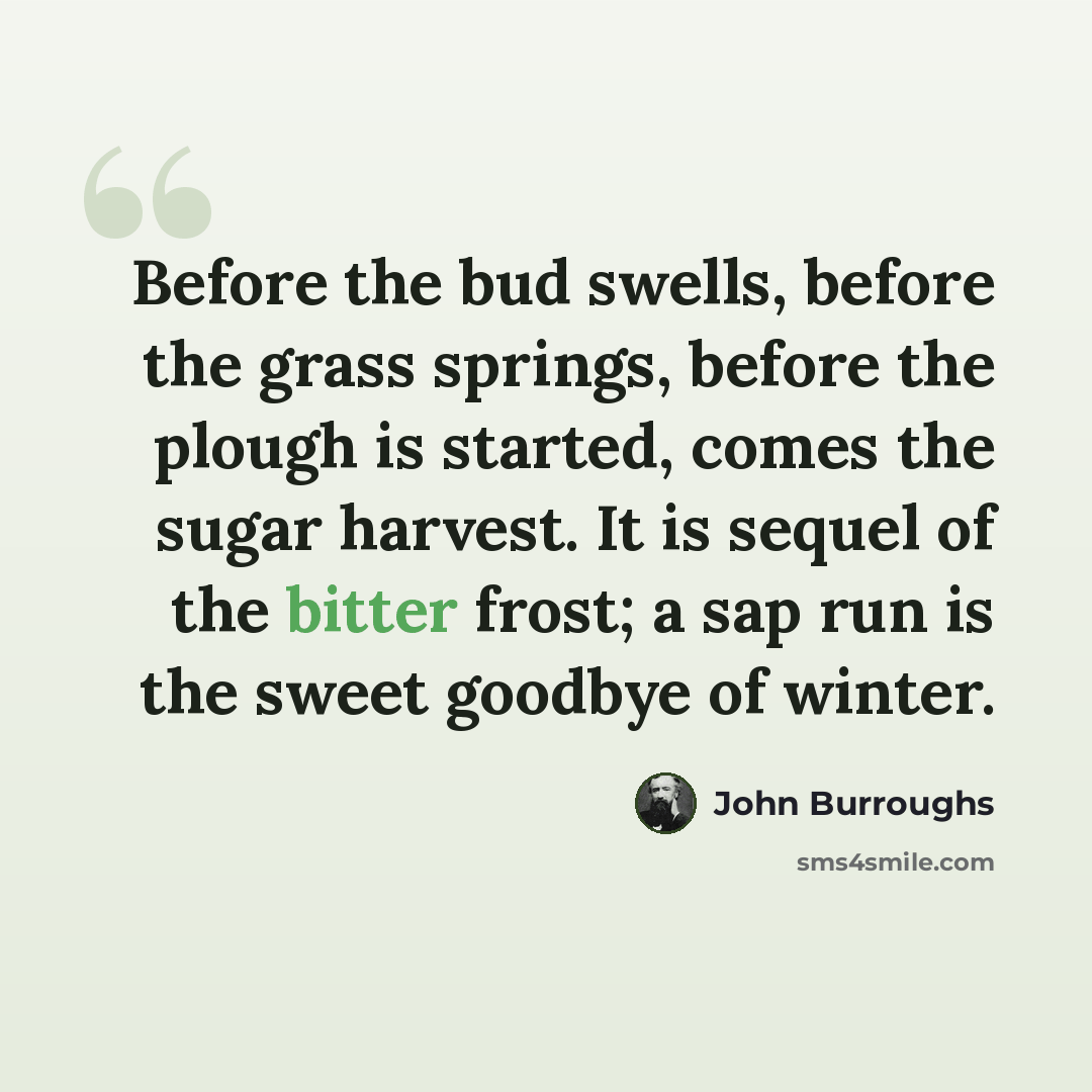 “Before the bud swells, before the grass springs, before the plough is started, comes the sugar harvest. It is sequel of the bitter frost; a sap run is the sweet goodbye of winter.” quote by John Burroughs