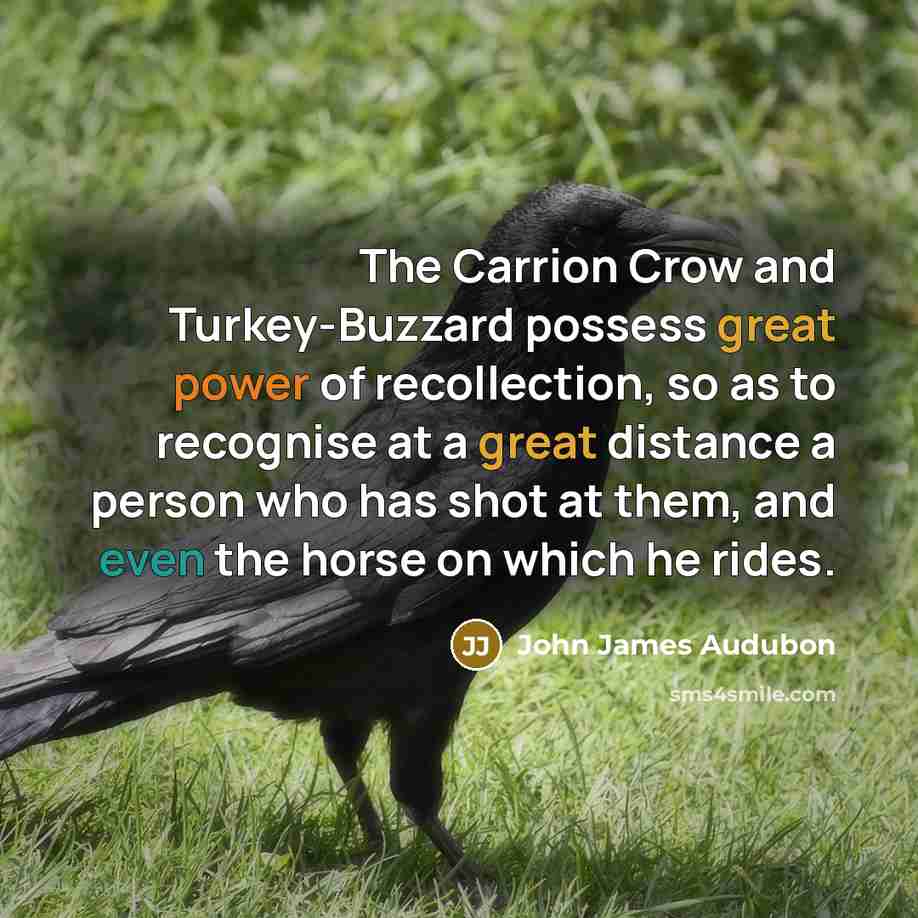“The Carrion Crow and Turkey-Buzzard possess great power of recollection, so as to recognise at a great distance a person who has shot at them, and even the horse on which he rides.” quote by John James Audubon