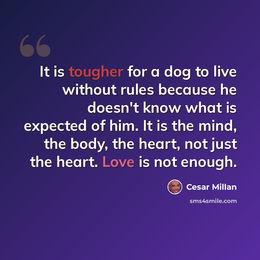 “It is tougher for a dog to live without rules because he doesn't know what is expected of him. It is the mind, the body, the heart, not just the heart. Love is not enough.” quote by Cesar Millan
