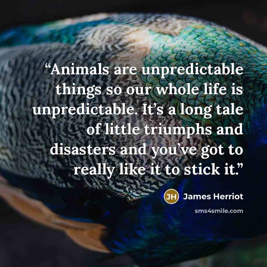 “Animals are unpredictable things so our whole life is unpredictable. It’s a long tale of little triumphs and disasters and you’ve got to really like it to stick it.” quote by James Herriot