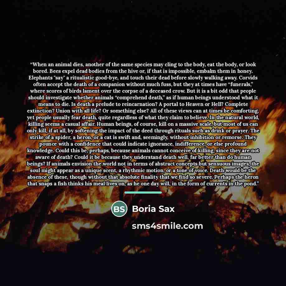 “When an animal dies, another of the same species may cling to the body, eat the body, or look bored. Bees expel dead bodies from the hive or, if that is impossible, embalm them in honey. Elephants "say" a ritualistic good-bye, and touch their dead before slowly walking away. Corvids often accept…” quote by Boria Sax