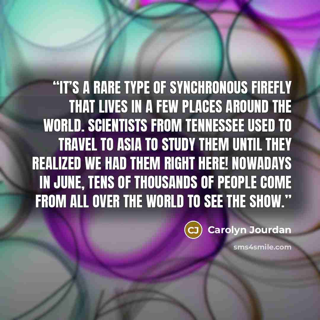 “It’s a rare type of synchronous firefly that lives in a few places around the world. Scientists from Tennessee used to travel to Asia to study them until they realized we had them right here! Nowadays in June, tens of thousands of people come from all over the world to see the show.” quote by Carolyn Jourdan