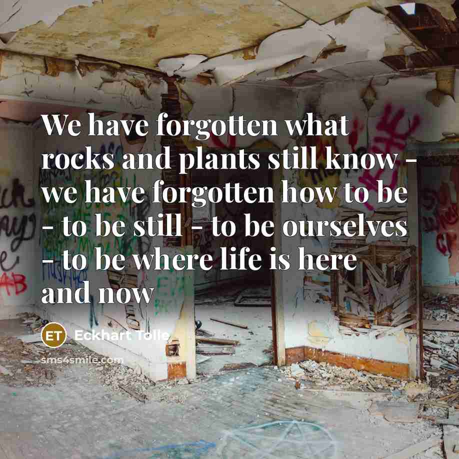“We have forgotten what rocks and plants still know - we have forgotten how to be - to be still - to be ourselves - to be where life is here and now” quote by Eckhart Tolle