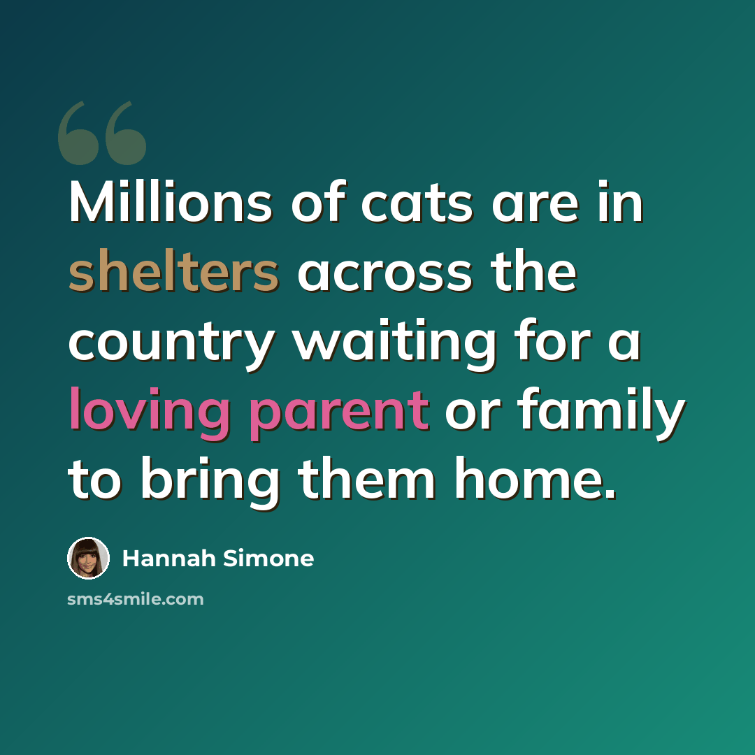 “Millions of cats are in shelters across the country waiting for a loving parent or family to bring them home.” quote by Hannah Simone