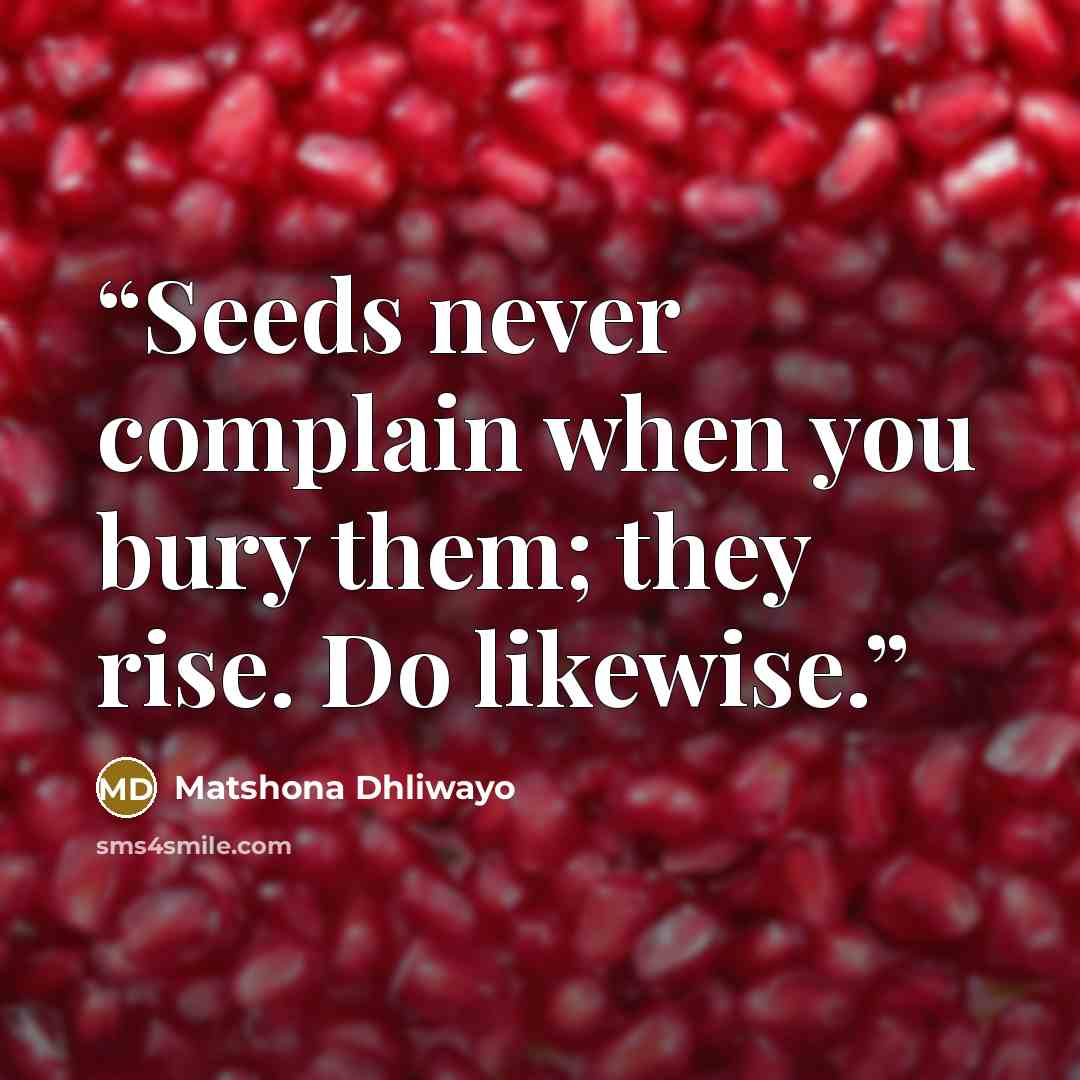“Seeds never complain when you bury them; they rise. Do likewise.” quote by Matshona Dhliwayo