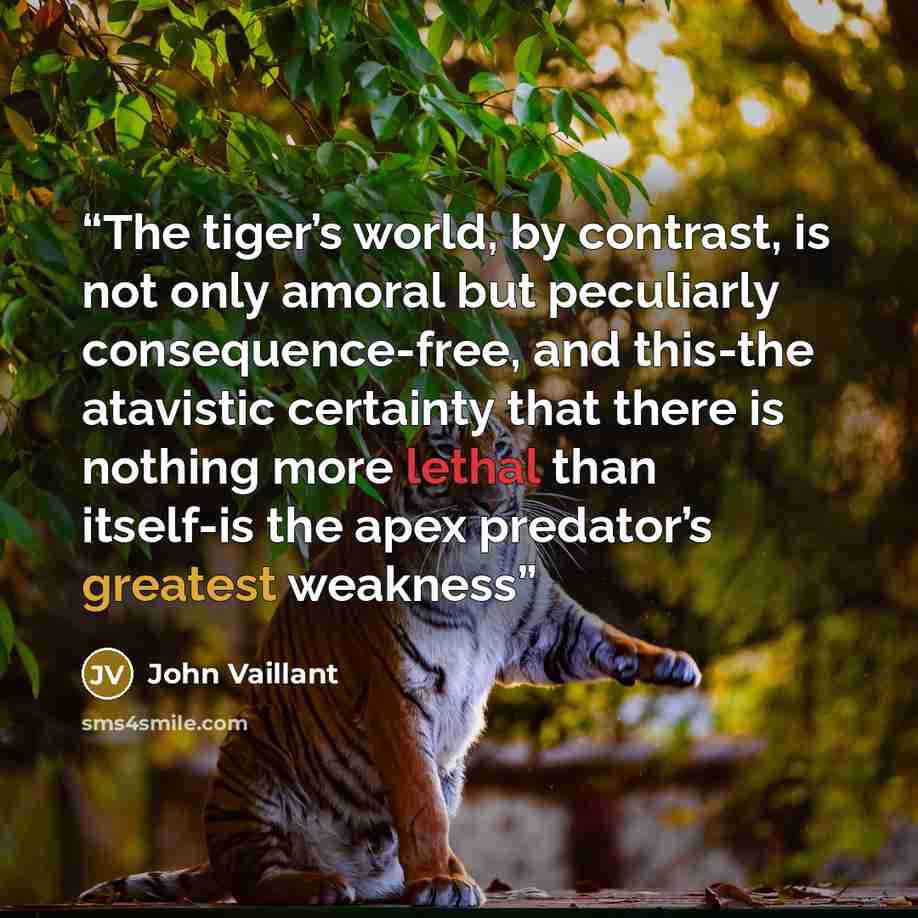 “The tiger’s world, by contrast, is not only amoral but peculiarly consequence-free, and this-the atavistic certainty that there is nothing more lethal than itself-is the apex predator’s greatest weakness” quote by John Vaillant