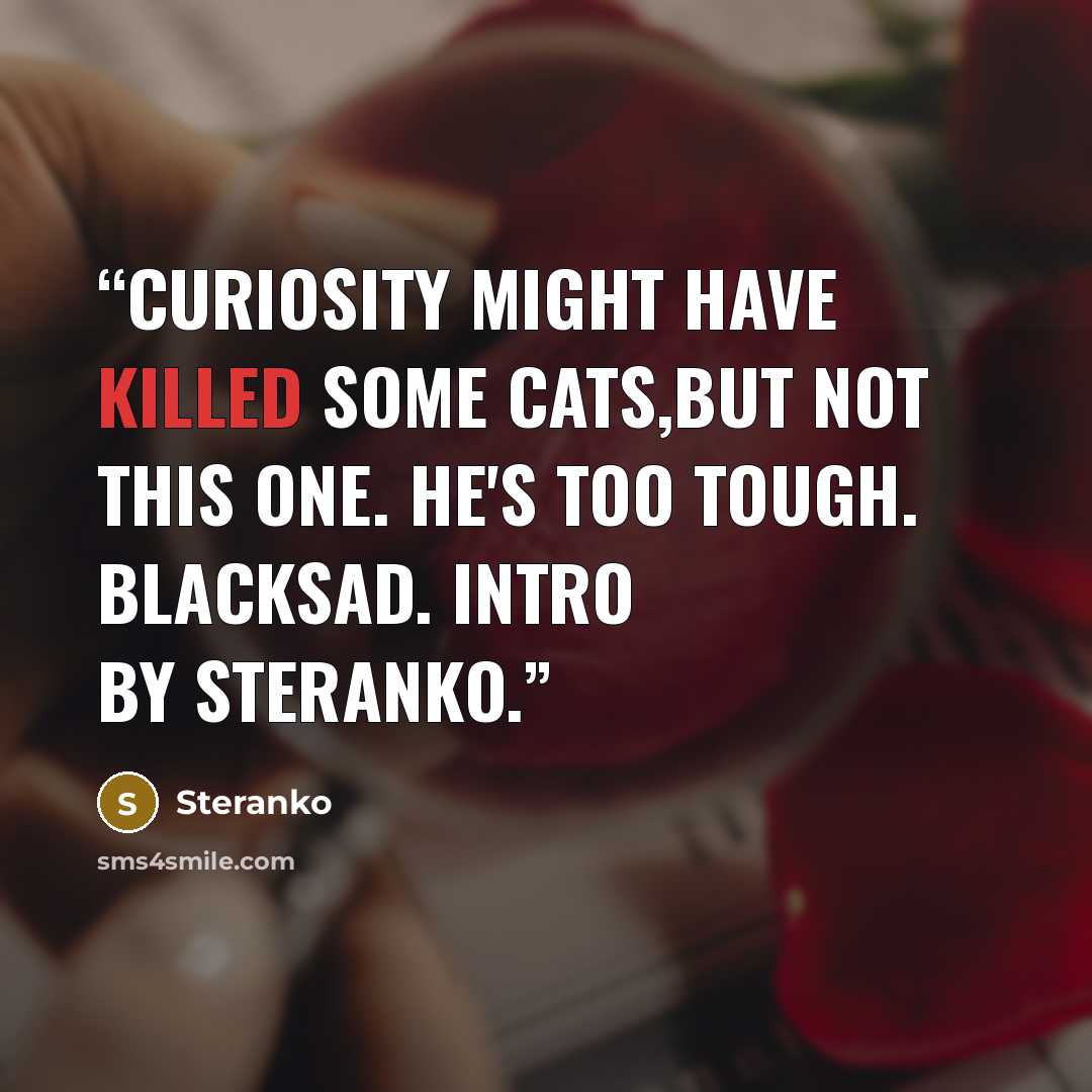 “Curiosity might have killed some cats,but not this one. He's too tough. Blacksad. Intro by Steranko.” quote by Steranko