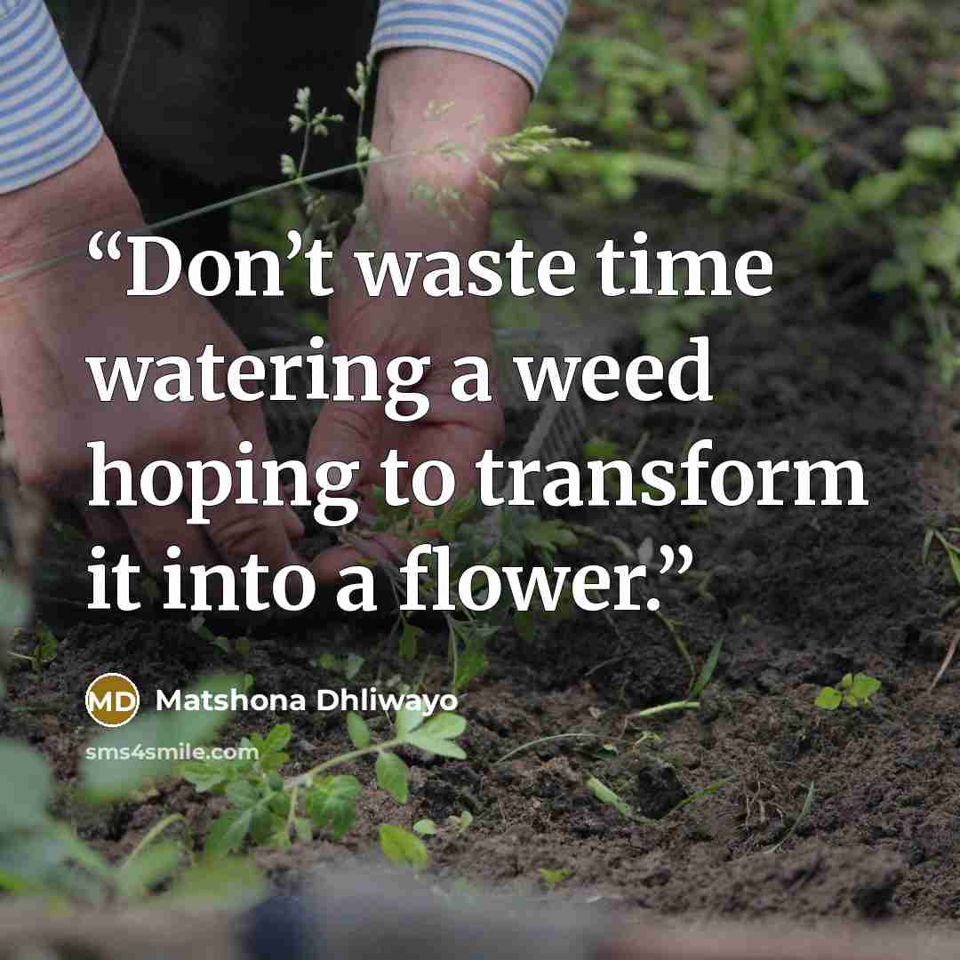 “Don’t waste time watering a weed hoping to transform it into a flower.” quote by Matshona Dhliwayo