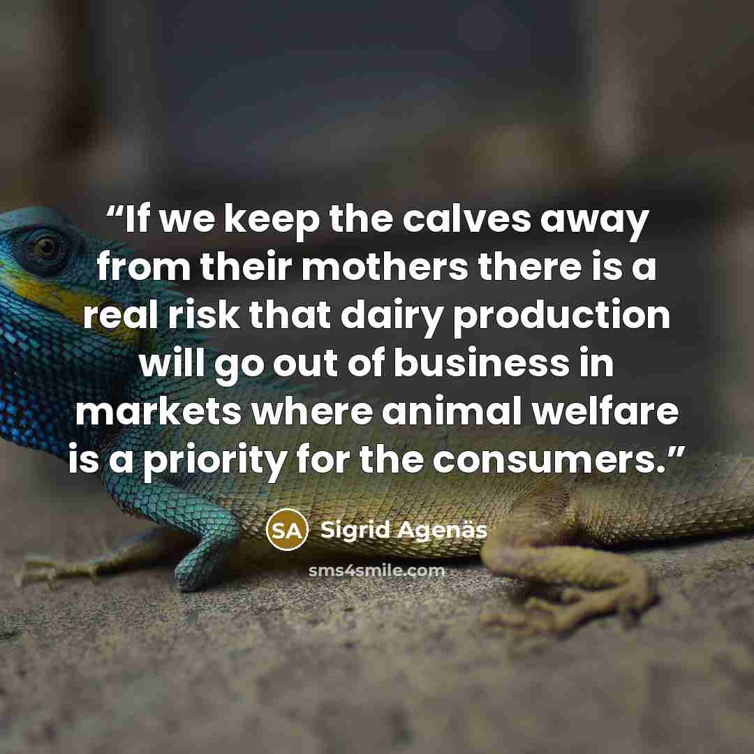 “If we keep the calves away from their mothers there is a real risk that dairy production will go out of business in markets where animal welfare is a priority for the consumers.” quote by Sigrid Agenäs