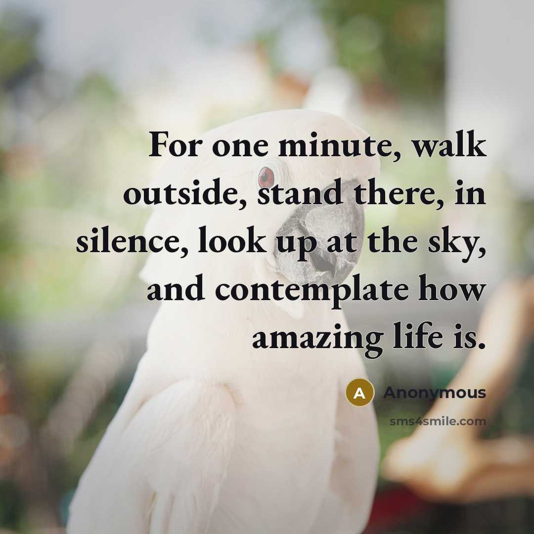 “For one minute, walk outside, stand there, in silence, look up at the sky, and contemplate how amazing life is.” quote by Anonymous