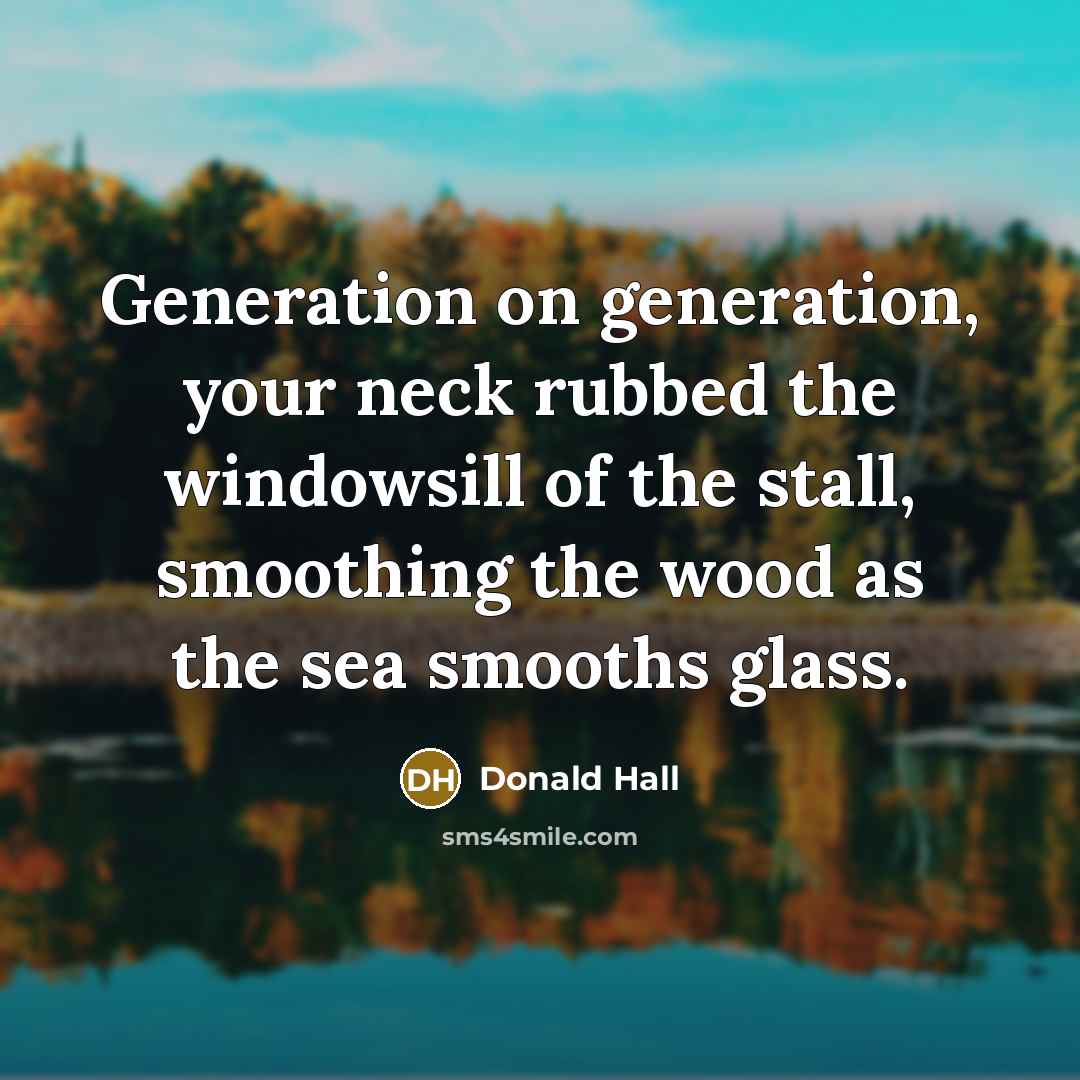 “Generation on generation, your neck rubbed the windowsill of the stall, smoothing the wood as the sea smooths glass.” quote by Donald Hall
