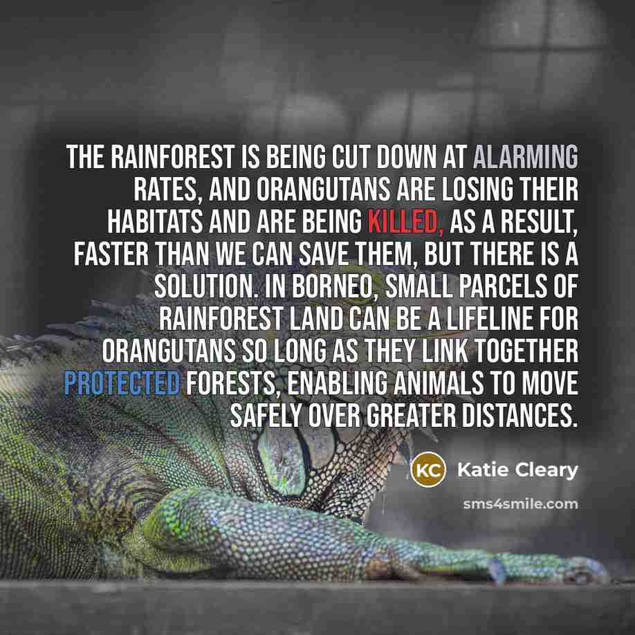 “The rainforest is being cut down at alarming rates, and orangutans are losing their habitats and are being killed, as a result, faster than we can save them, but there is a solution. In Borneo, small parcels of rainforest land can be a lifeline for orangutans so long as they link together…” quote by Katie Cleary
