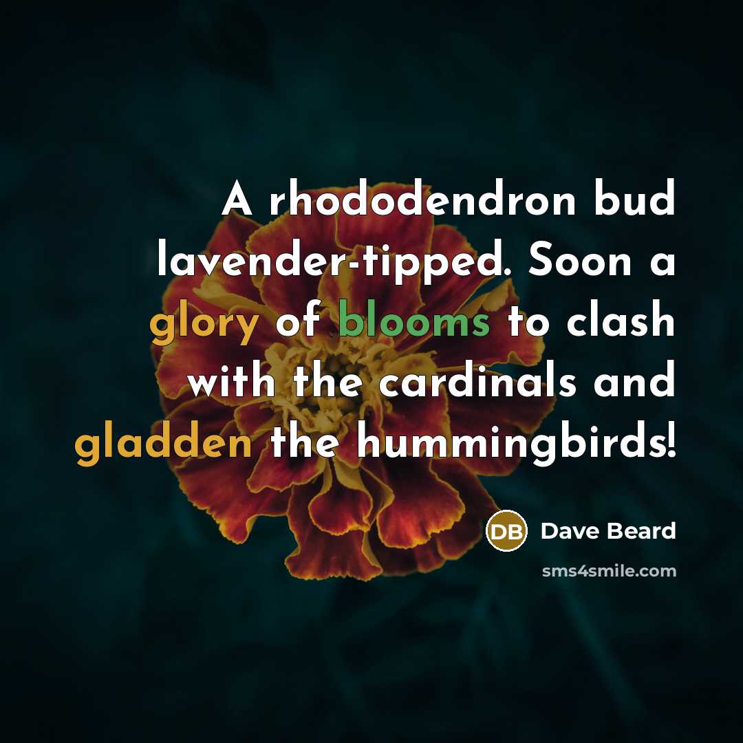 “A rhododendron bud lavender-tipped. Soon a glory of blooms to clash with the cardinals and gladden the hummingbirds!” quote by Dave Beard