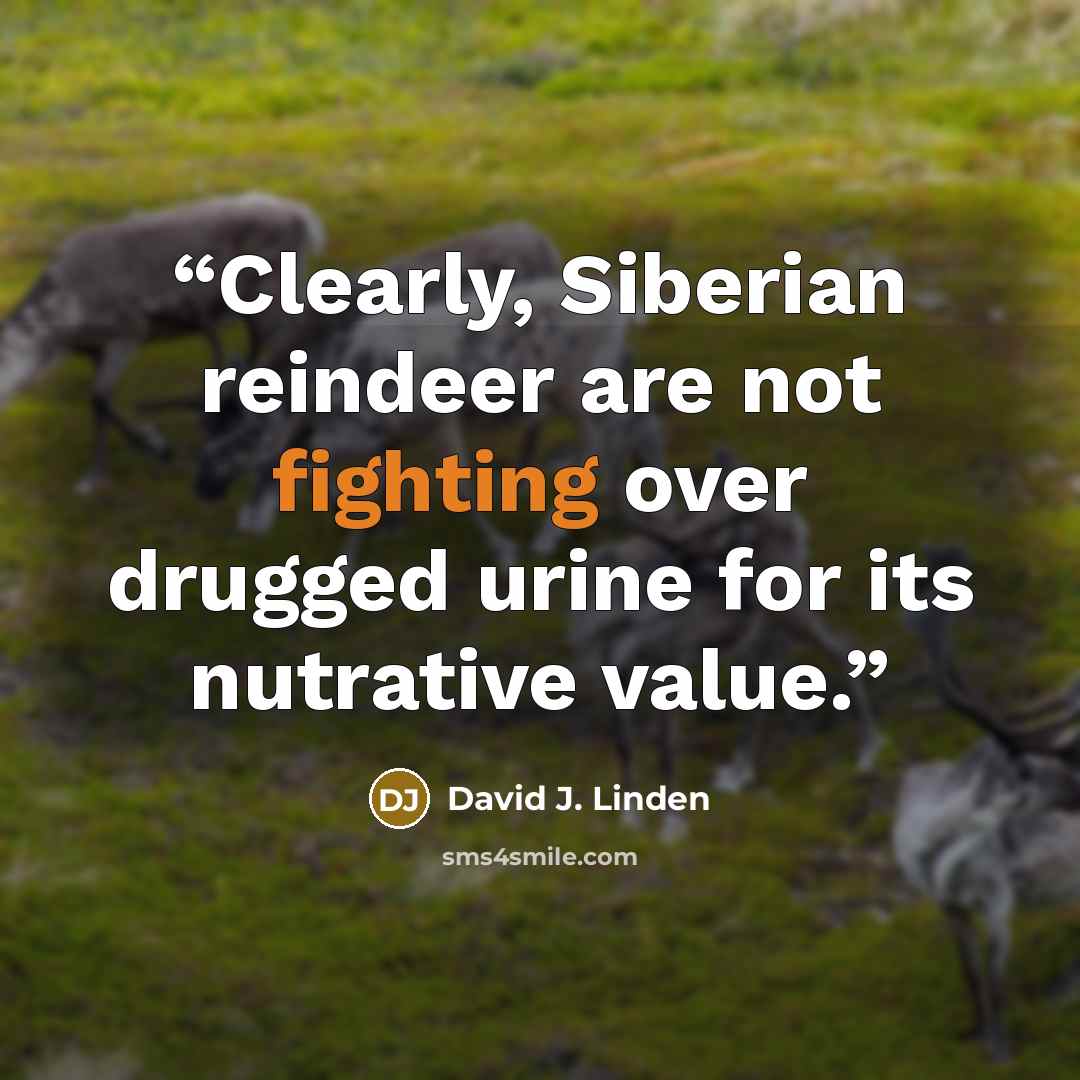 “Clearly, Siberian reindeer are not fighting over drugged urine for its nutrative value.” quote by David J. Linden