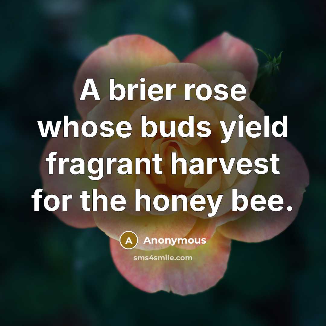 “A brier rose whose buds yield fragrant harvest for the honey bee.” quote by Anonymous