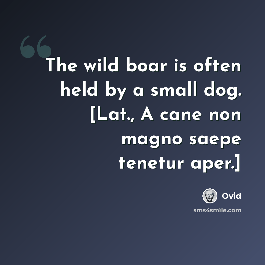 “The wild boar is often held by a small dog. [Lat., A cane non magno saepe tenetur aper.]” quote by Ovid