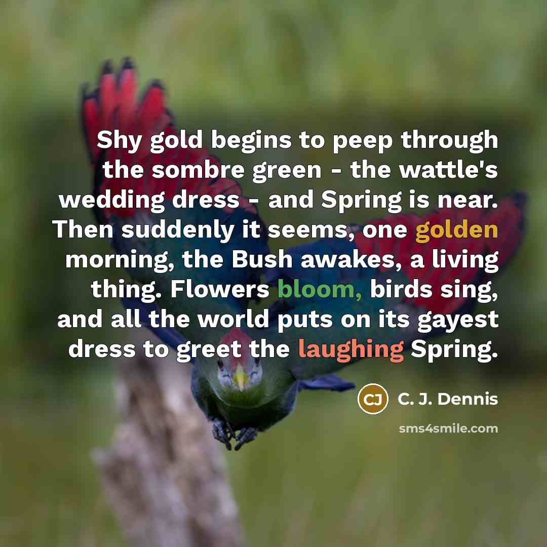 “Shy gold begins to peep through the sombre green - the wattle's wedding dress - and Spring is near. Then suddenly it seems, one golden morning, the Bush awakes, a living thing. Flowers bloom, birds sing, and all the world puts on its gayest dress to greet the laughing Spring.” quote by C. J. Dennis