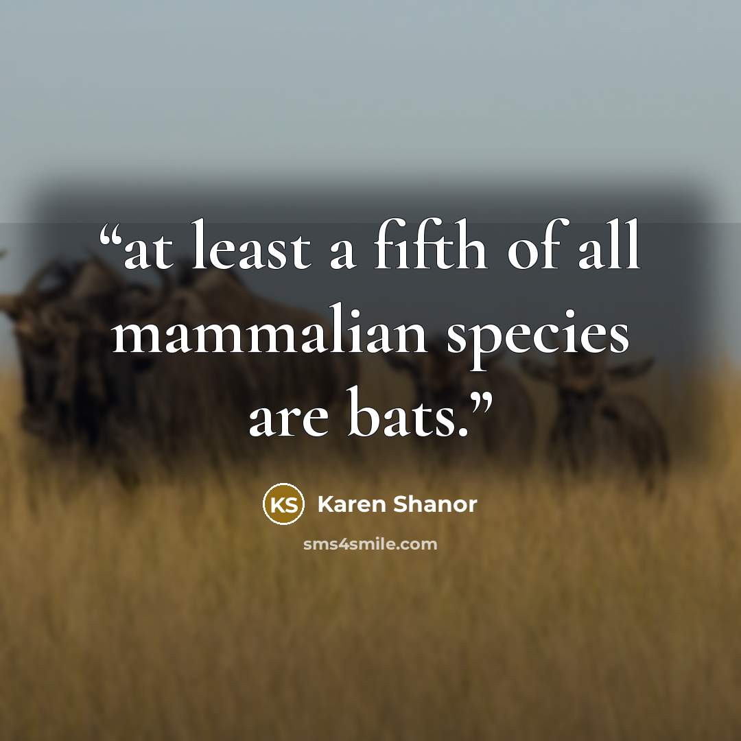 “at least a fifth of all mammalian species are bats.” quote by Karen Shanor