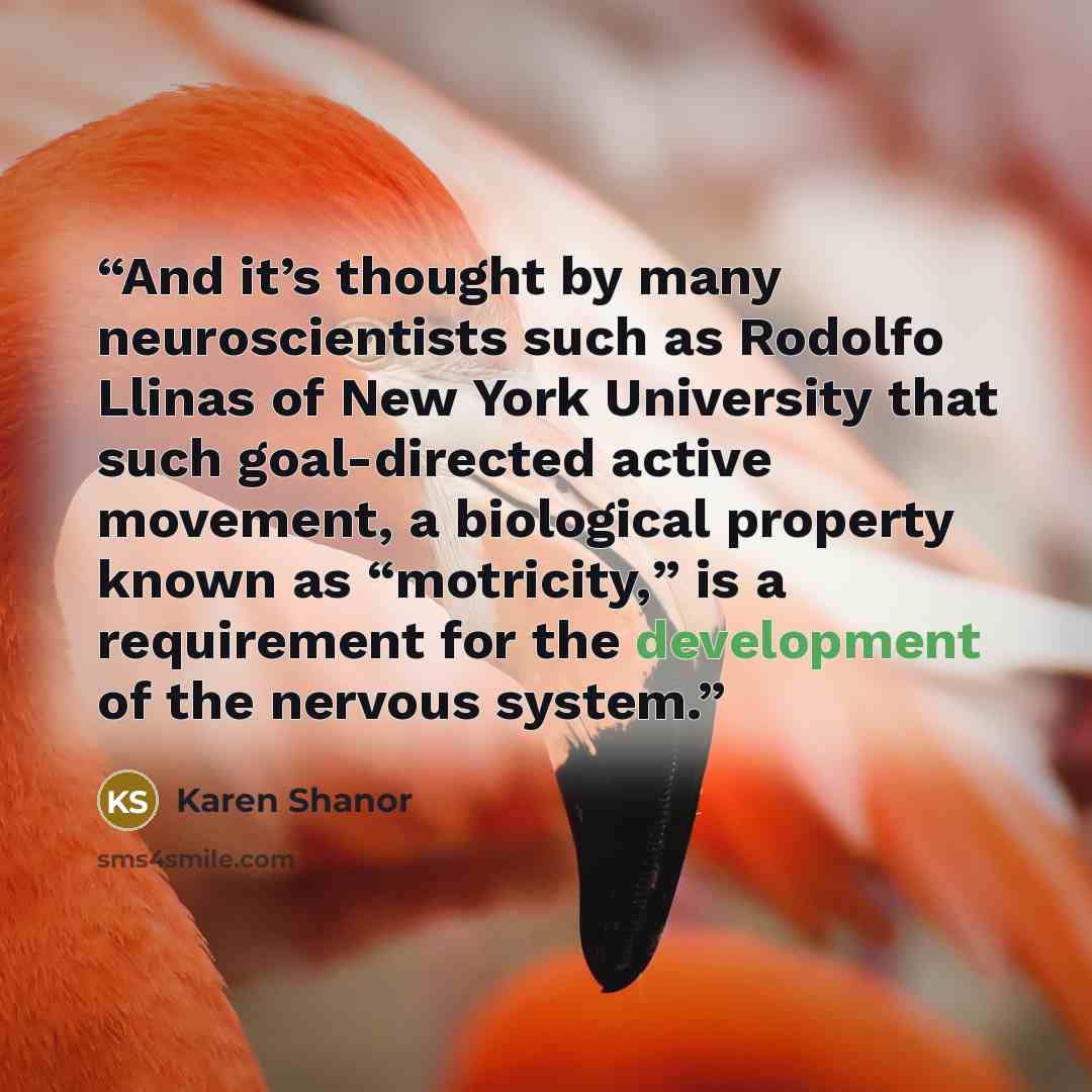 “And it’s thought by many neuroscientists such as Rodolfo Llinas of New York University that such goal-directed active movement, a biological property known as “motricity,” is a requirement for the development of the nervous system.” quote by Karen Shanor