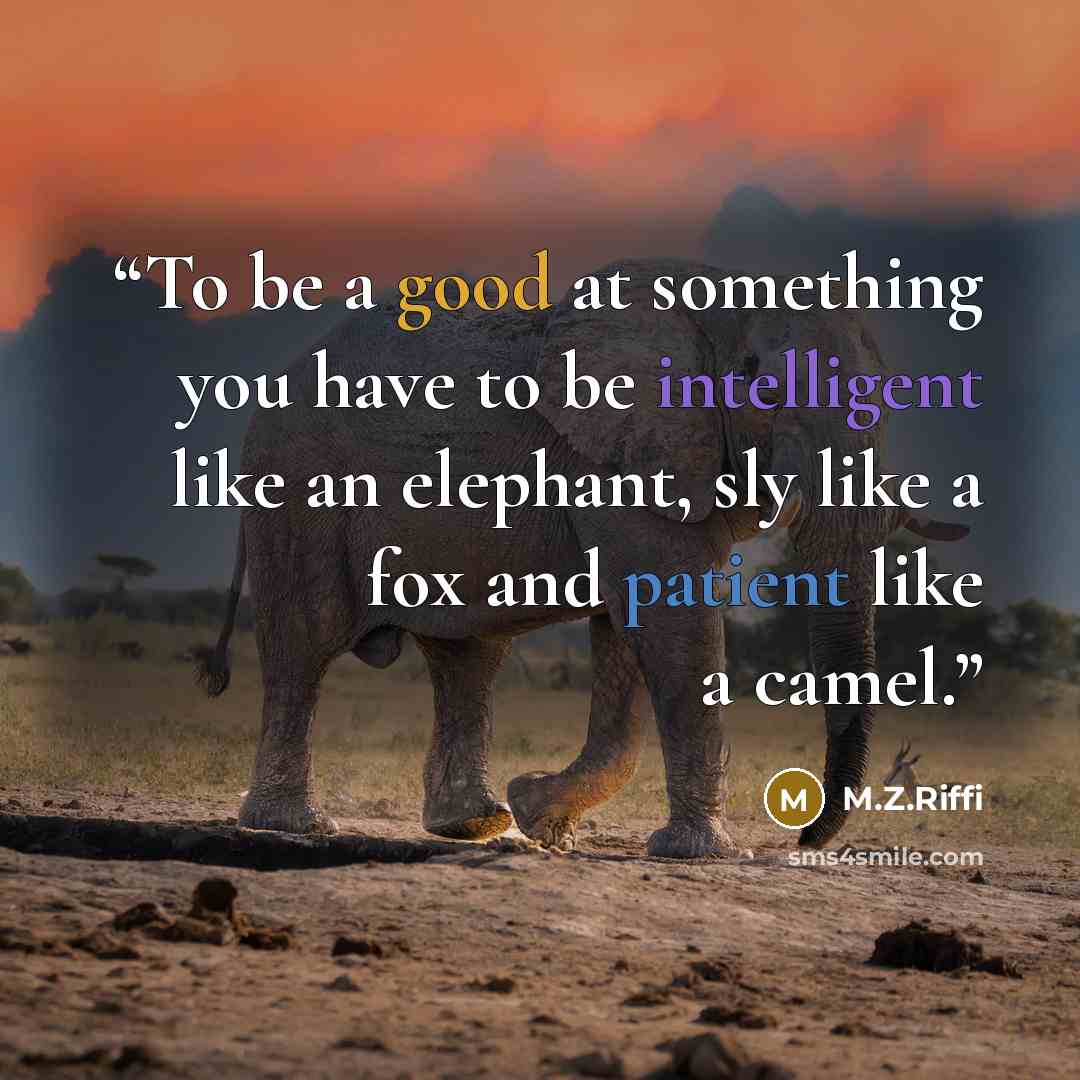 “To be a good at something you have to be intelligent like an elephant, sly like a fox and patient like a camel.” quote by M.Z.Riffi