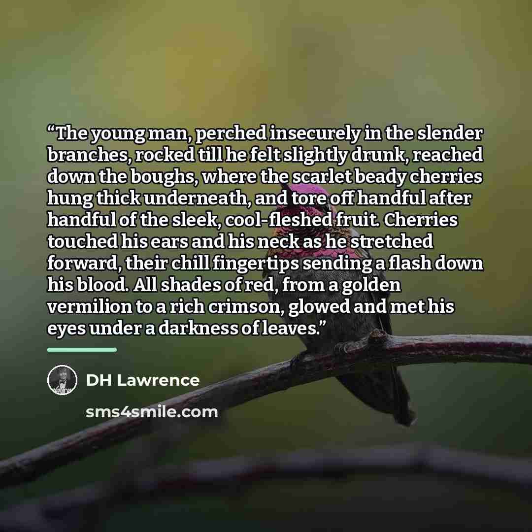 “The young man, perched insecurely in the slen­der branches, rocked till he felt slightly drunk, reached down the boughs, where the scarlet beady cherries hung thick underneath, and tore off handful after handful of the sleek, cool-fleshed fruit. Cherries touched his ears and his neck as he…” quote by DH Lawrence
