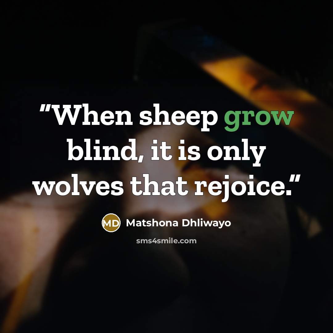 “When sheep grow blind, it is only wolves that rejoice.” quote by Matshona Dhliwayo
