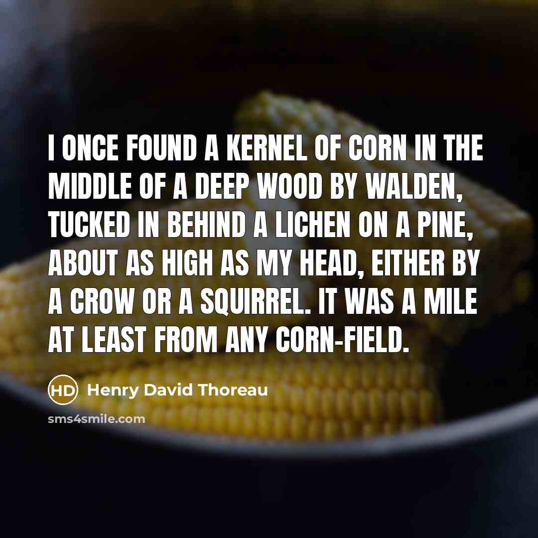 “I once found a kernel of corn in the middle of a deep wood by Walden, tucked in behind a lichen on a pine, about as high as my head, either by a crow or a squirrel. It was a mile at least from any corn-field.” quote by Henry David Thoreau